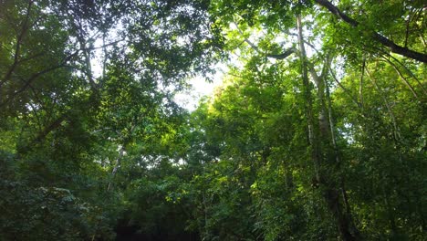 Vuelo-A-Través-Del-Exuberante-Dosel-De-La-Selva-Tropical-En-Minca,-Colombia,-Con-La-Luz-Del-Sol-Filtrándose-A-Través-De-Las-Hojas