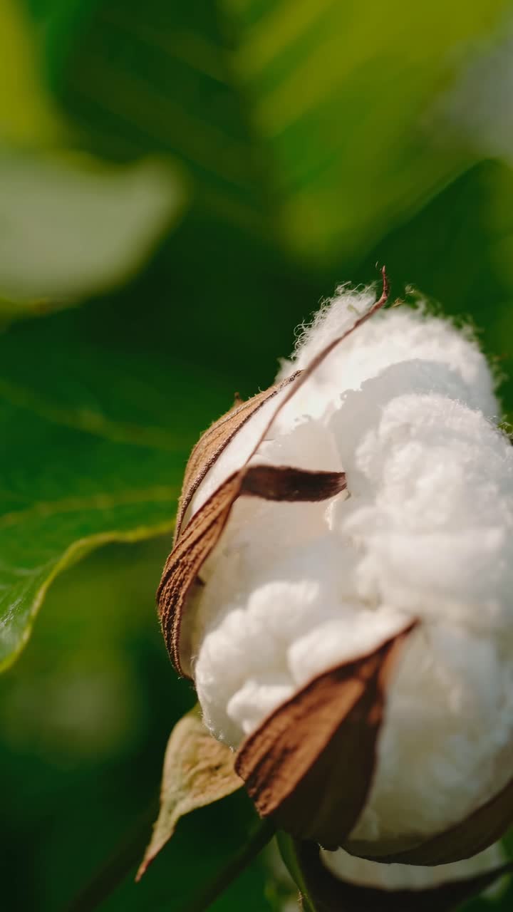 Close-up video shot of a cotton boll, highlighting its fluffy texture against a blurred green
