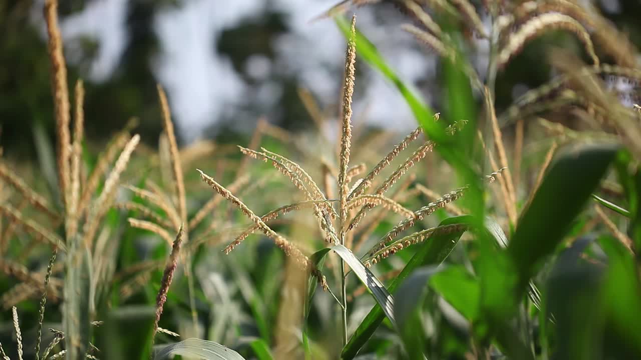 una plantación de maíz en la tarde con una brisa tropical