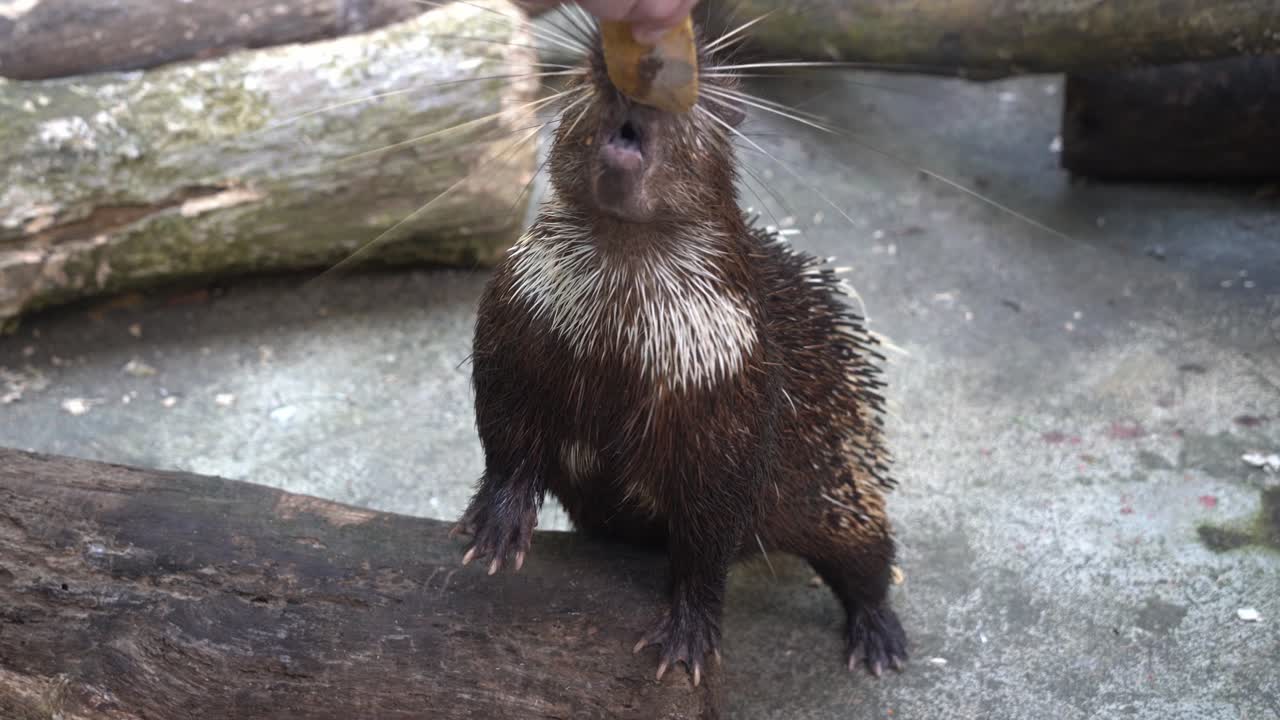 Dyremating, sulten malayisk piggsvin eller himalayisk piggsvin, hystrix brachyura, dekket av pigger, som prøver å spise et stykke mat fra en menneskehånd, nærbilde av dyreliv