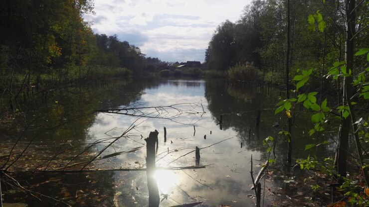 Riflesso dell'alba autunnale su uno stagno calmo in mezzo al fogliame della foresta