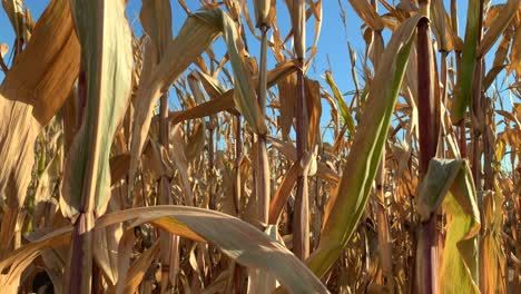 corn stalk crop on a bright blue sunny day, no person