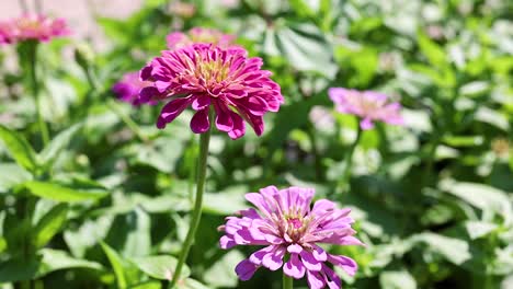 primer plano de las flores de zinnia rosadas y púrpuras en un jardín