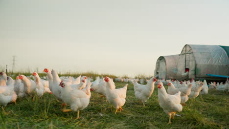 farm, chicken and portrait of family