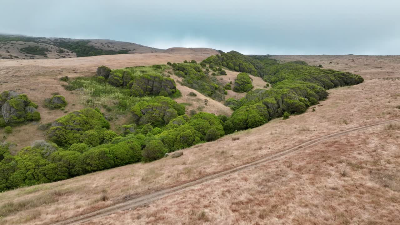 tiro inclinado del campo de hierba seca con unos pequeños árboles verdes en medio, fondo de cielo azul, san francisco