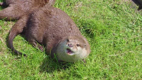 Group-of-young-playful-otters