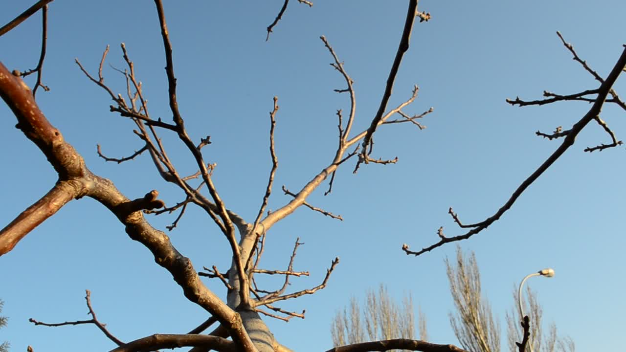 Shooting in the spring. Tree branches