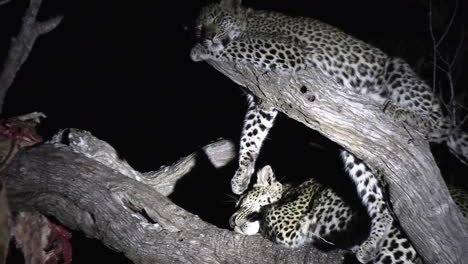 tiro nocturno de leopardos durmiendo en un árbol, iluminado por un reflector