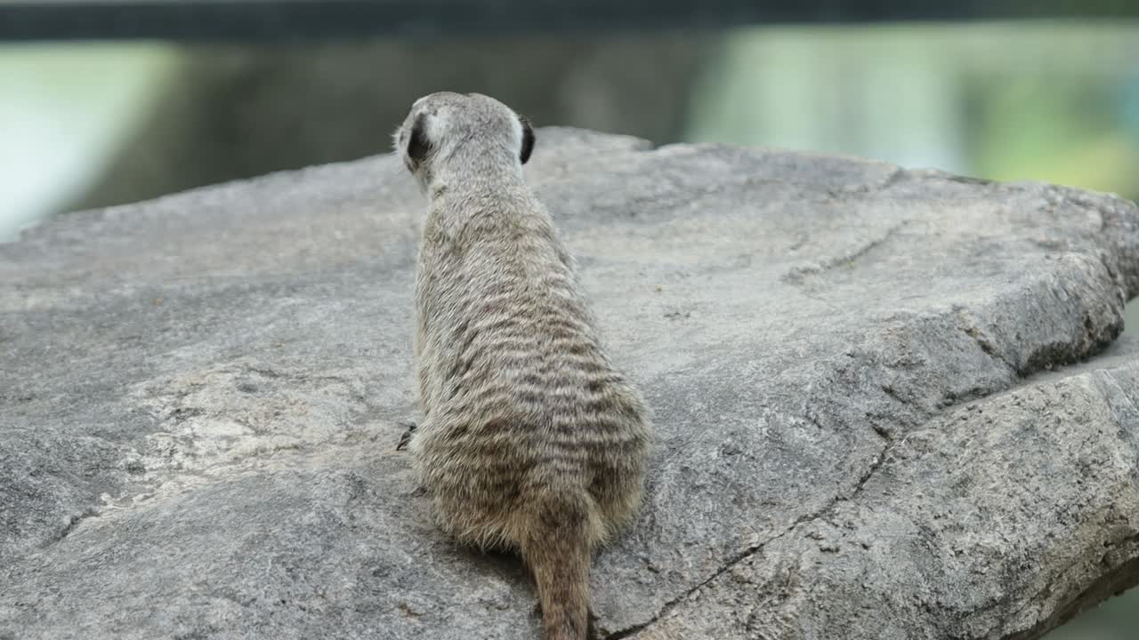 Meerkat Standing on Stone While Roaming in Natural Rocky Habitat