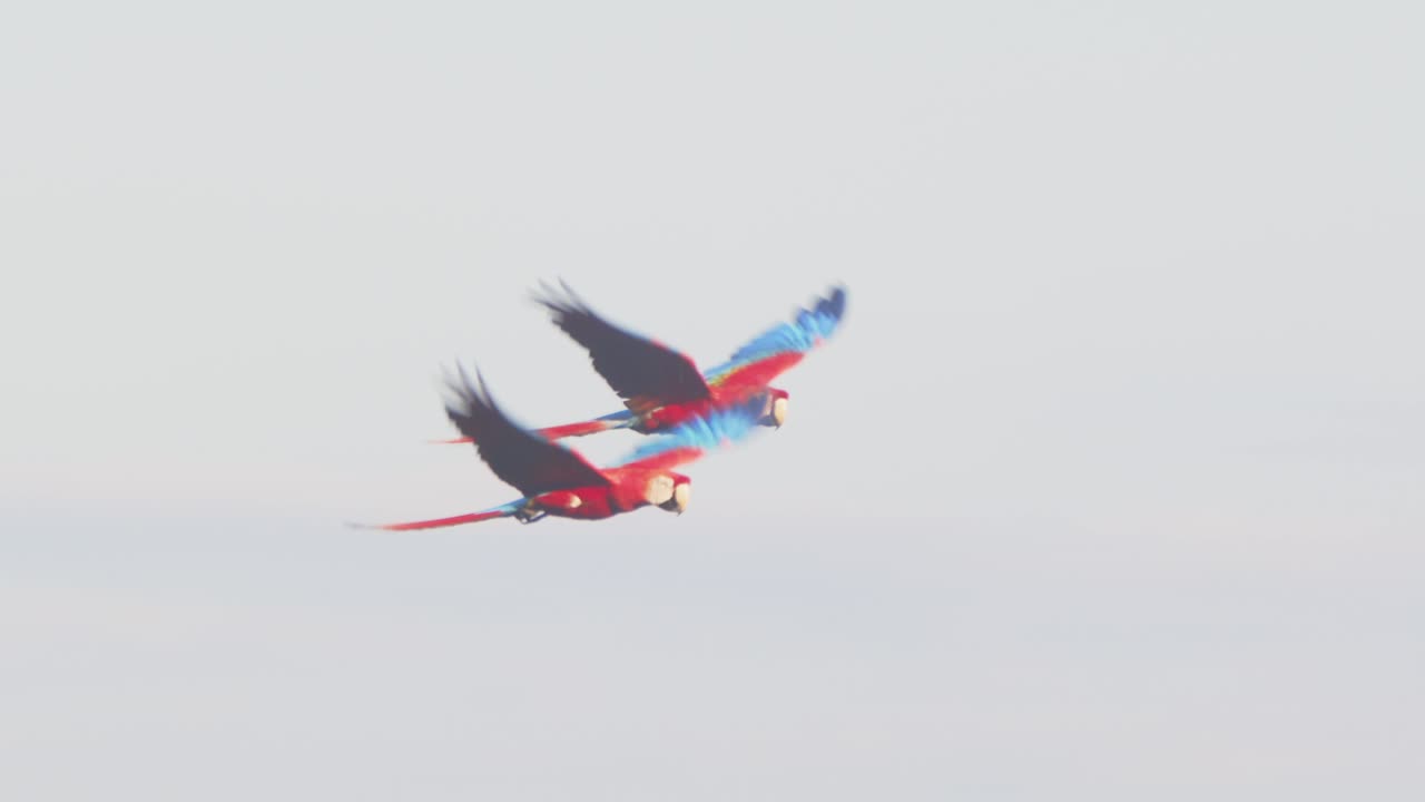 Scarlet macaw Pair in flight over the Amazon jungle toward sky, their vivid red feathers glowing against the greenery.