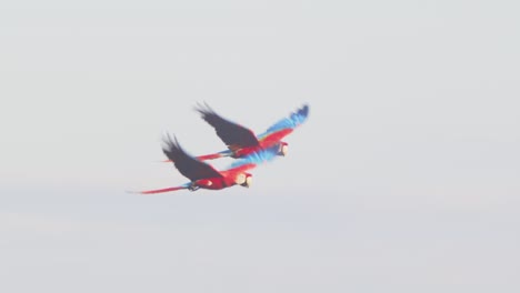 scarlet macaw pair in flight over the amazon jungle toward sky, their vivid red feathers glowing against the greenery.
