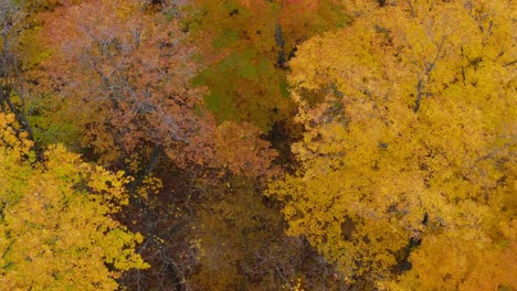 vibrant autumn trees with golden yellow and orange leaves in a forest, aerial view