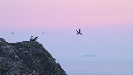 slow motion puffins flying at sunset on coast with purple sunset sky, atlantic puffins in flight and perching, perched on rocks on the coast with beautiful purple sunset sky on skomer island in wales