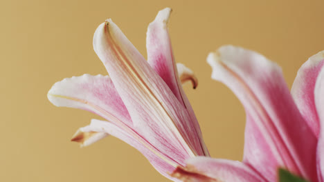 video of pink lily flowers and leaves with copy space on yellow background