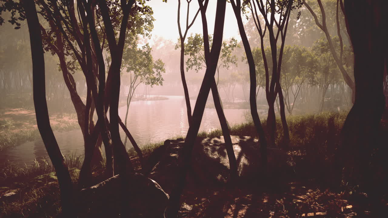 árboles boscosos iluminados por la luz dorada del sol