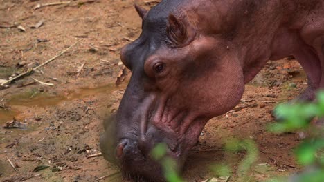 Close-up-shot-of-a-nile-hippopotamus,-hippopotamus-amphibius-spotted-on-a-muddy-river-swamp,-searching-for-food-in-its-natural-habitat