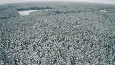 Schöne-Landschaft-Mit-Bäumen,-Die-Mit-Raureif-Und-Schnee-Bedeckt-Sind