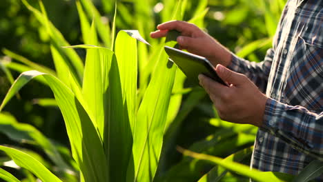 Nahaufnahme-Einer-Männlichen-Hand,-Die-Ein-Blatt-Berührt.-Ein-älterer-Landwirt-Hält-Auf-Einem-Maisfeld-Einen-Laptop-Und-übernimmt-Die-Kontrolle-über-Den-Ertrag