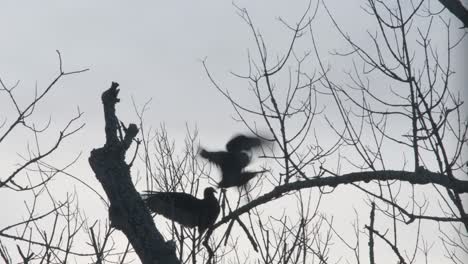 two vultures perched on a dying tree branch