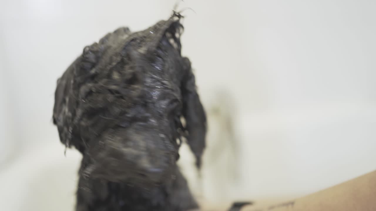 농작물 수의사 수의사 클리닉에서  ⁇ 는 개