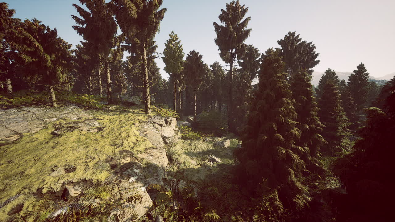 Forest Landscape with Trees and Mossy Rocks