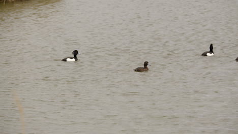 flock of tufted ducks at waters' edge country park