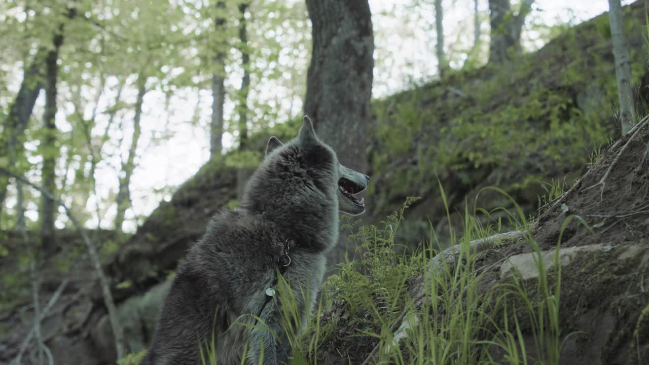 A gray wolf sits alert on a forest hillside, surrounded by rocks, ferns, and trees, attentively watching its surroundings in natural light.