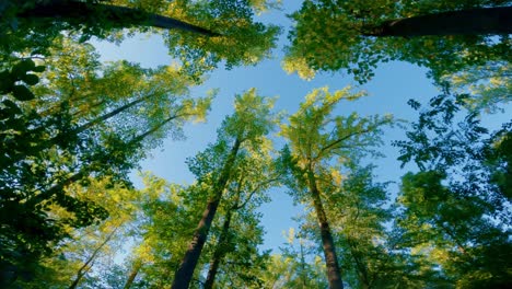 Walking-under-a-beautiful,-green-towering-tree-canopy-during-summer