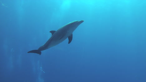 un delfín se está acercando y nadando por aire en el mar rojo