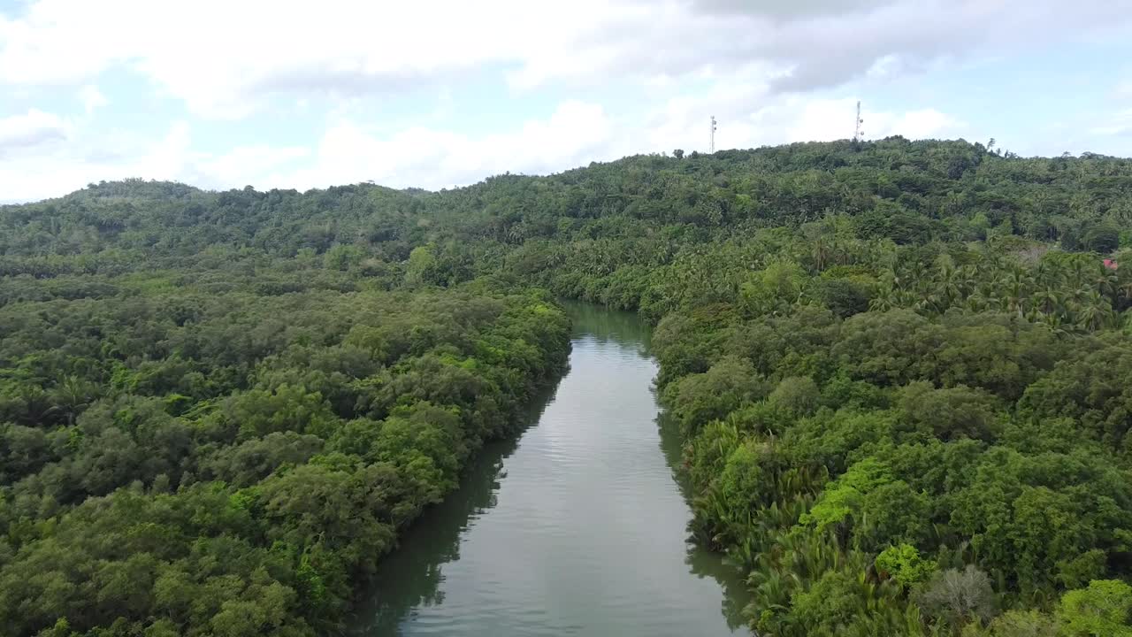 Rigogliose mangrovie lungo il fiume dell'isola di Romblon nelle Filippine