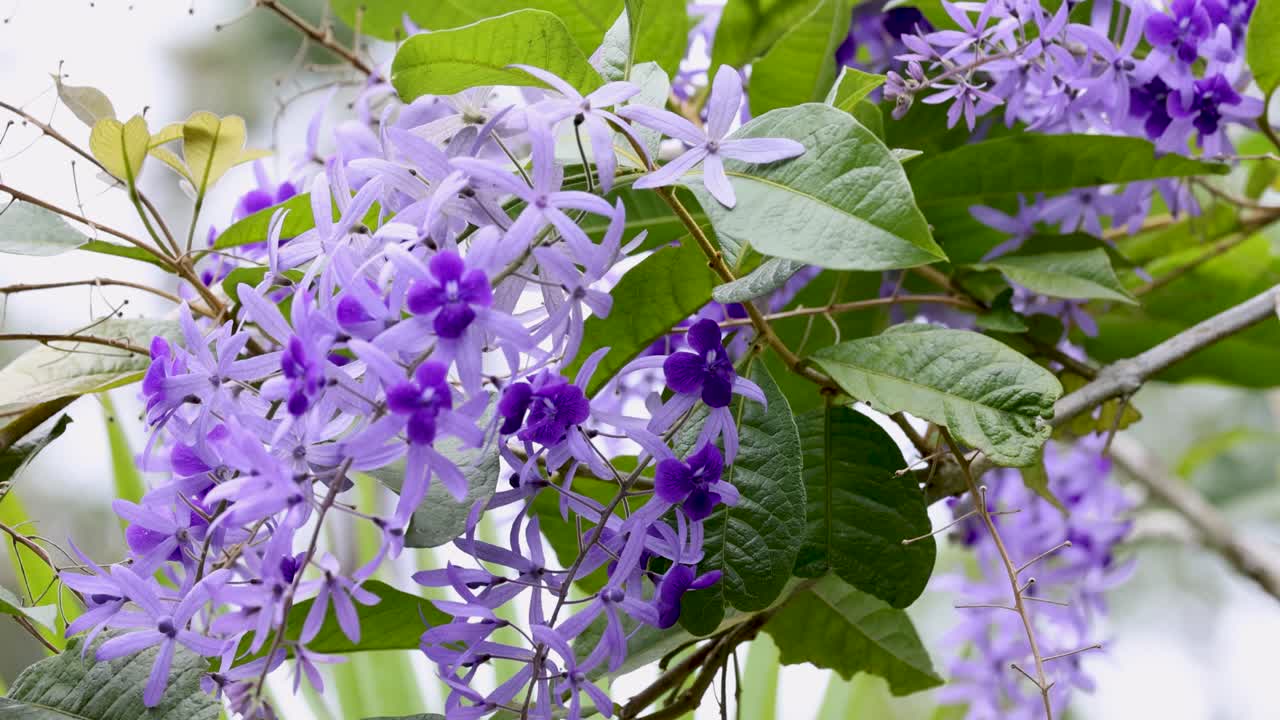 Close-up of purple wreath flowers in natural light, showcasing vibrant colors and lush foliage in a serene outdoor setting