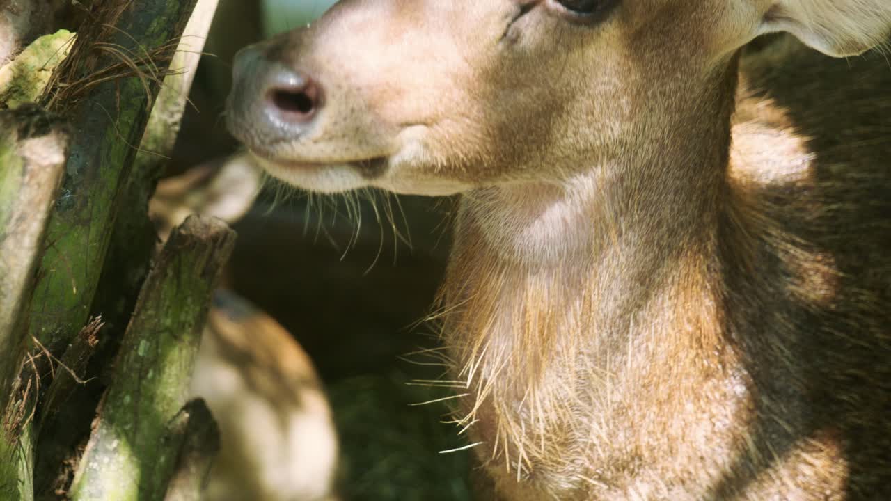 태국 푸켓 산맥의 정글 한가운데에서  ⁇ 은 날에 발견 된 사 ⁇ 의 4k 영화 속 속속 야생 동물 자연 영상