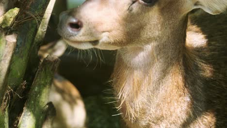 4K-Cinematic-slow-motion-wildlife-nature-footage-of-a-spotted-deer-from-up-close-in-the-middle-of-the-jungle-in-the-mountains-of-Phuket,-Thailand-on-a-sunny-day