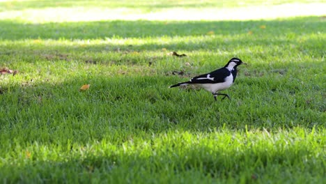 a bird walking on grass in melbourne