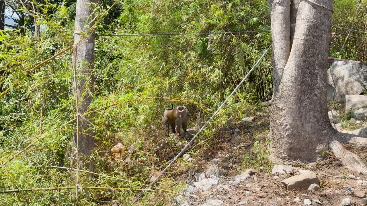 Macaque climbs down tree in sunlit forested area, steady camera, natural daylight, Phuket, Thailand
