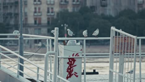 seagulls resting on a city dock