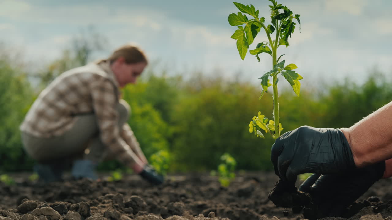 los agricultores plantan tomates
