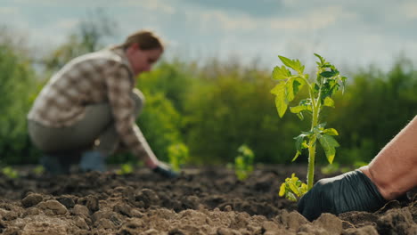 los agricultores plantan tomates