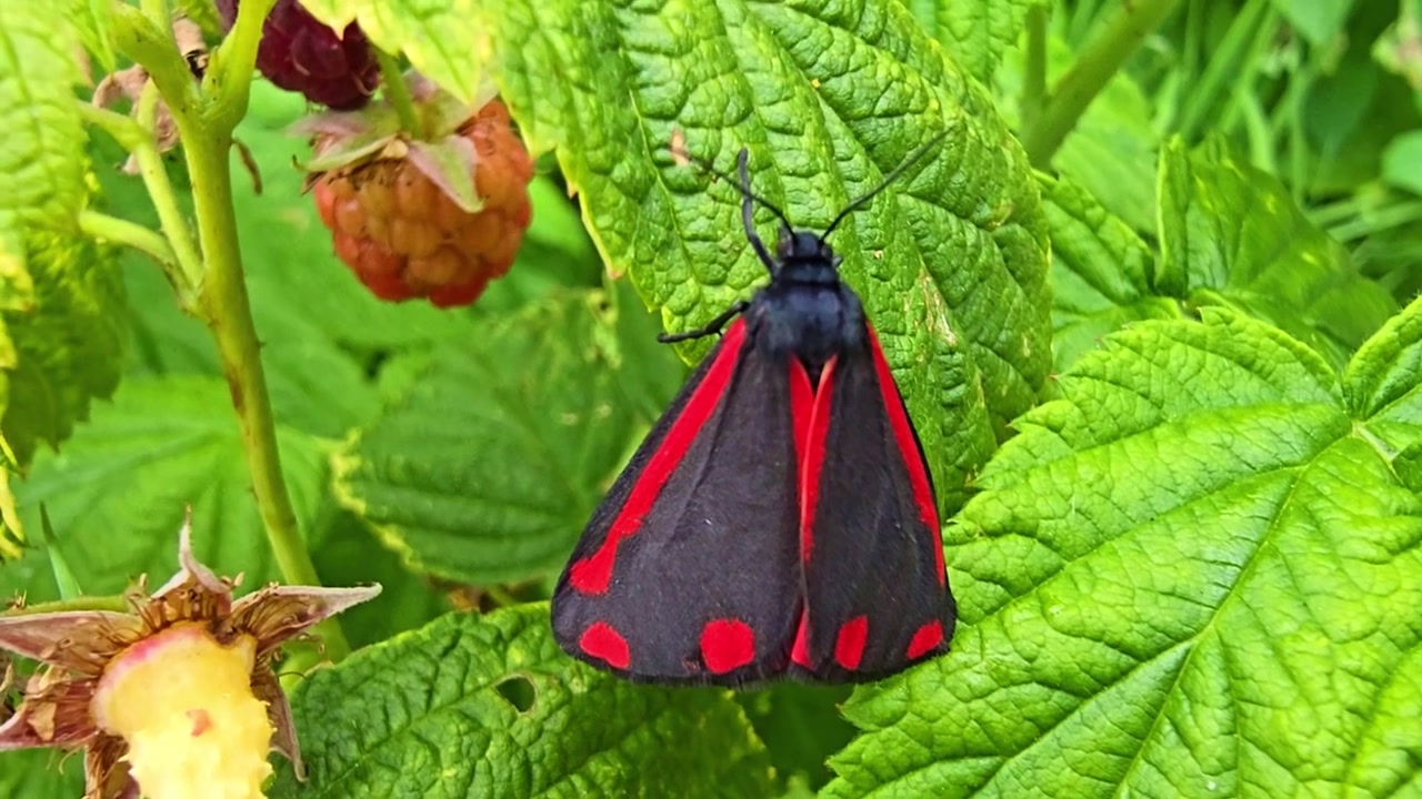 A red and black moth perches on green leaves beside ripening raspberries.