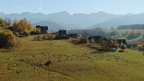 herd of sheep graze on meadow in tatra mountains, zakopane, poland