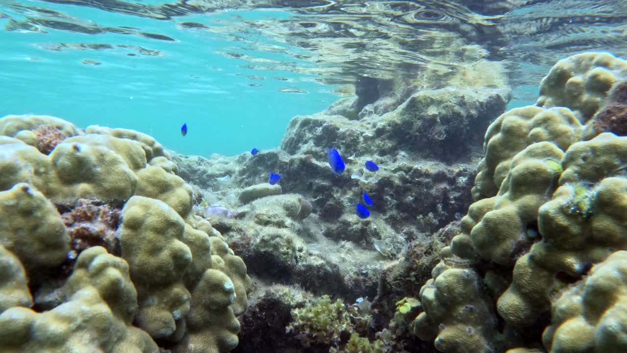 A School of Blue Tropical Fishes Around Coral Reef. Underwater