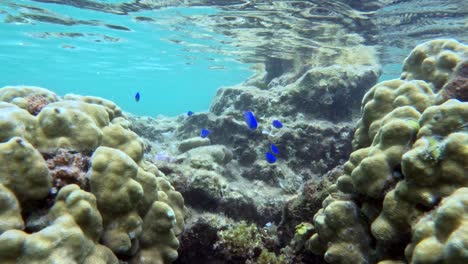 a school of blue tropical fishes around coral reef. underwater