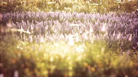 wild field flowers at summer sunset