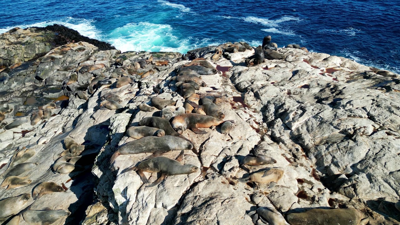 Drone view of sea lions congregating along the coast of Isla de Lobos, with the Pacific Ocean stretching into the horizon.