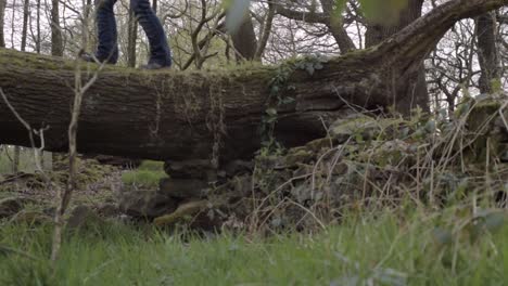 legs walking across fallen tree trunk in forest