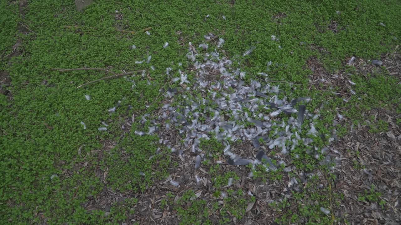 A patch of grass with scattered white and gray feathers, suggesting a bird's presence or an event. Ideal for nature photography, environmental themes, and wildlife storytelling.