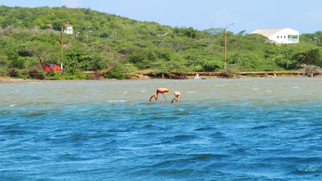 two beautiful pink flamingoes feeding in a salt pan as a car drives behind them in the distance, curacao, caribbean