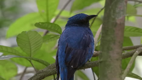 retrato de cerca de bluebird hada asiática