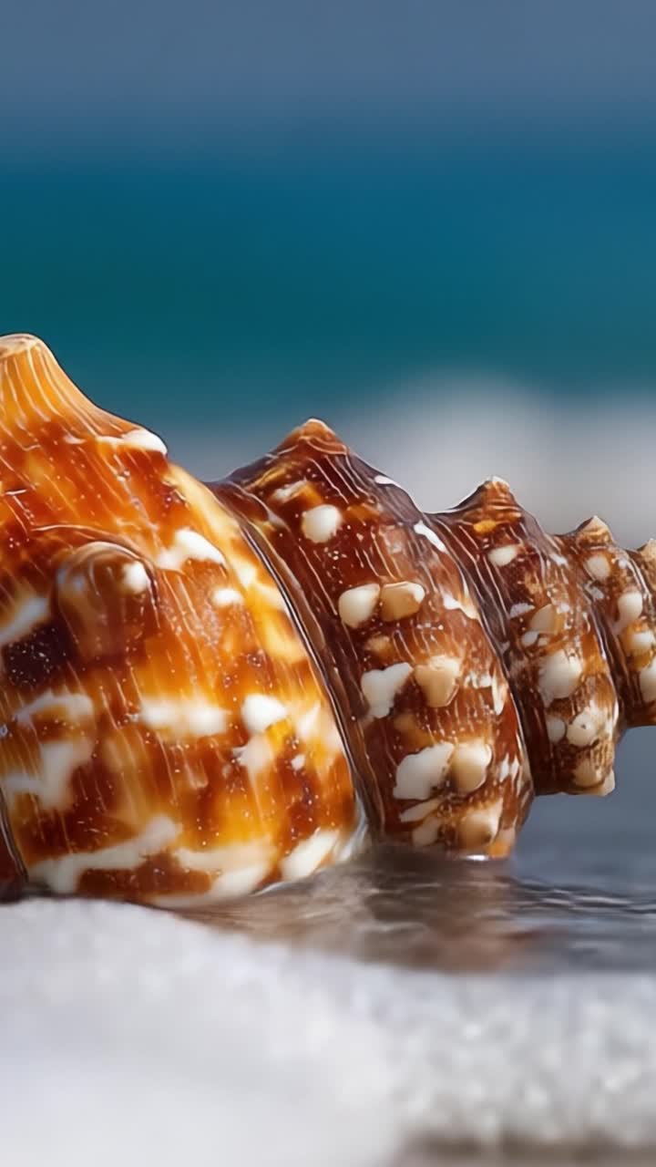 Close-up of a Beautiful Seashell on the Beach with Waves Gently Splashing Around It, Capturing Nature's Intricate Designs and Textures in a Coastal Environment