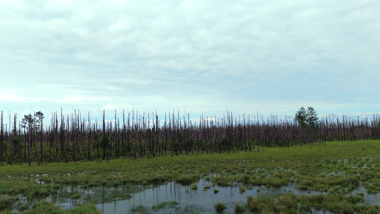 Aerial view of forest recovering from wildfire, showing flooded soil, green regrowth and charred remnants, highlighting nature's resilience and fire's impact on a cloudy day